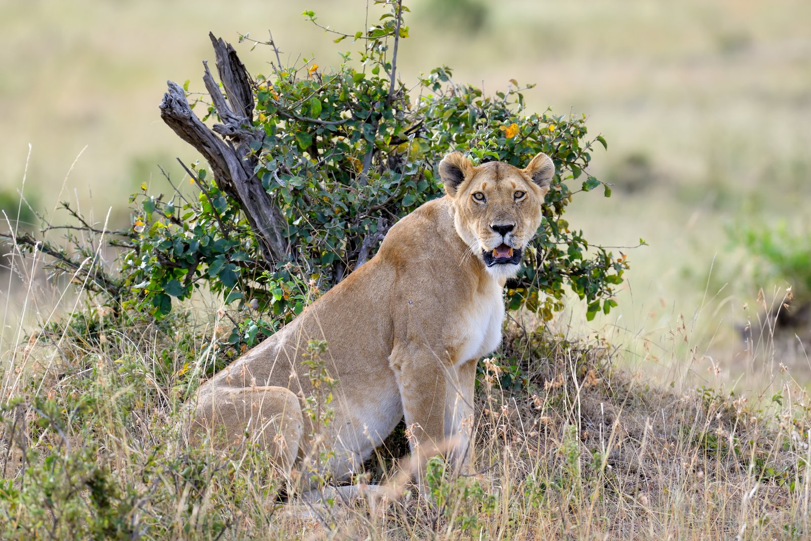 Tree-climbing lions in Queen Elizabeth National Park